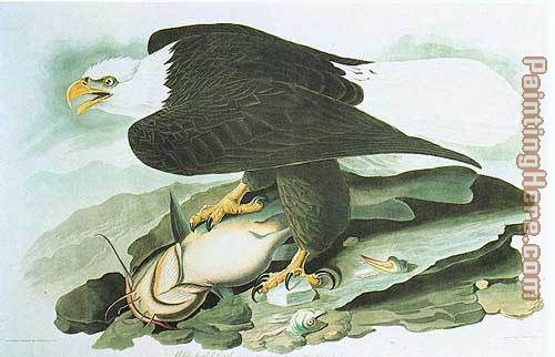 Bald Eagle painting - John James Audubon Bald Eagle art painting